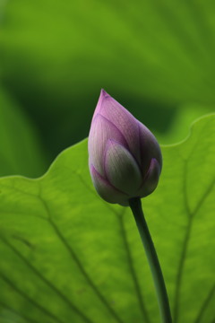 蓮　１