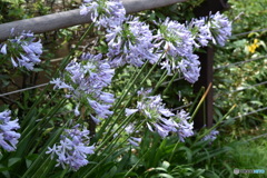 綺麗な花