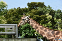 エサ…くれないかなぁ〜…