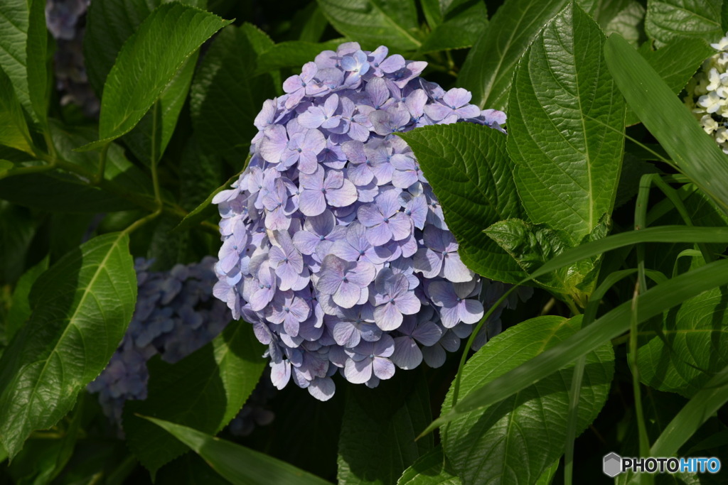 紫陽花