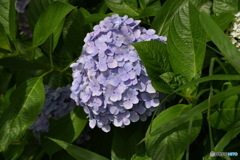 紫陽花