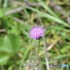花2