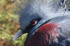 Redeye