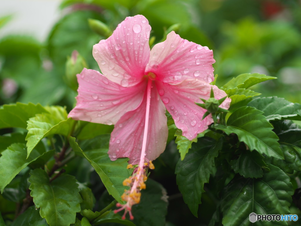 雨に濡れたハイビスカス