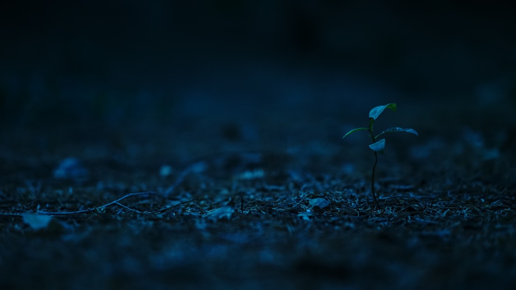 芽吹き