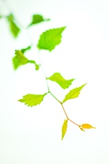 leaf gradation 