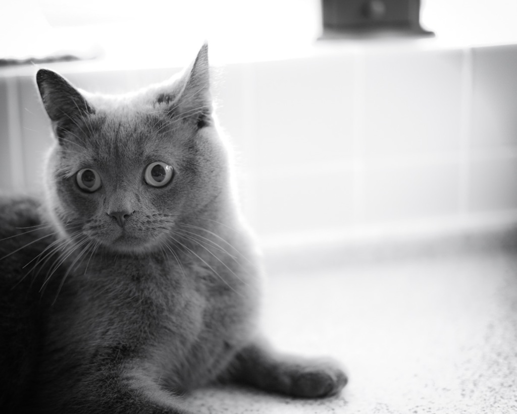 猫の目