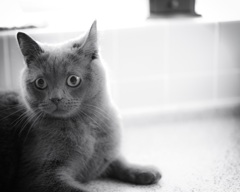 猫の目