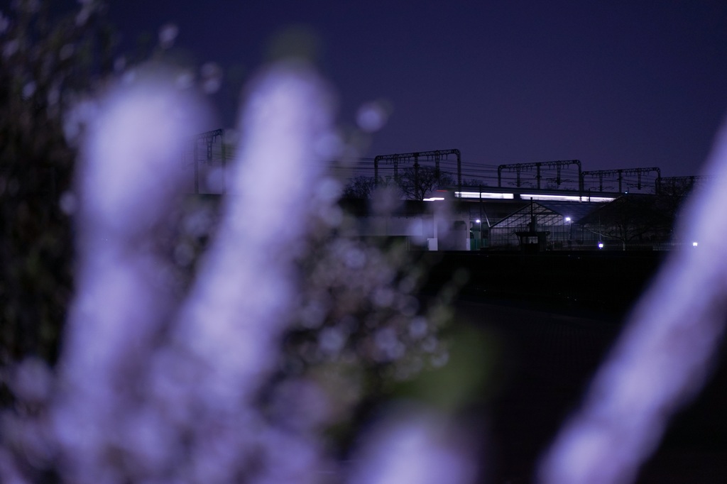 越谷百景31:梅の帰り道