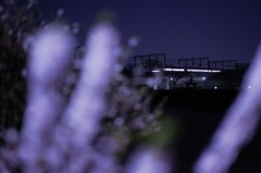 越谷百景31:梅の帰り道