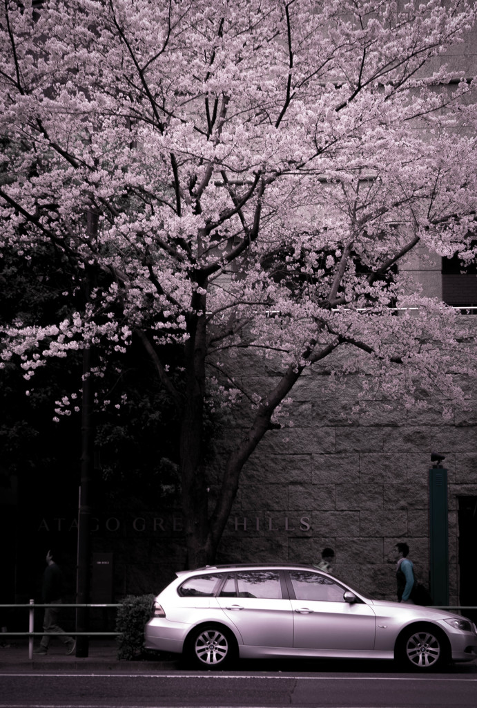 東京桜