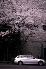 東京桜