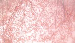 pinky shower