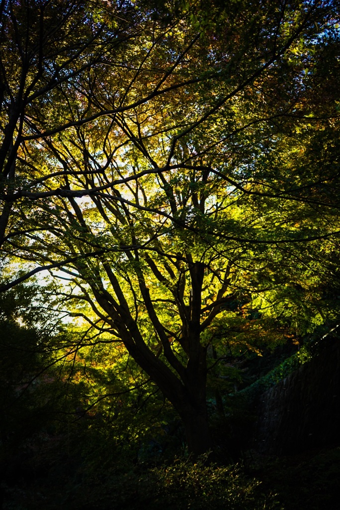 訪れ