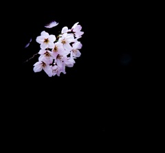 希
