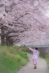 嫁ポwith桜05