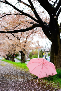 桜ノ雨