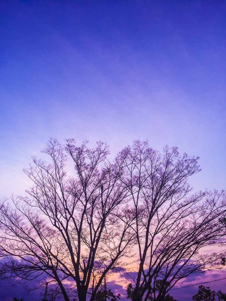 桜まだかなぁ。。。