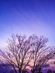桜まだかなぁ。。。