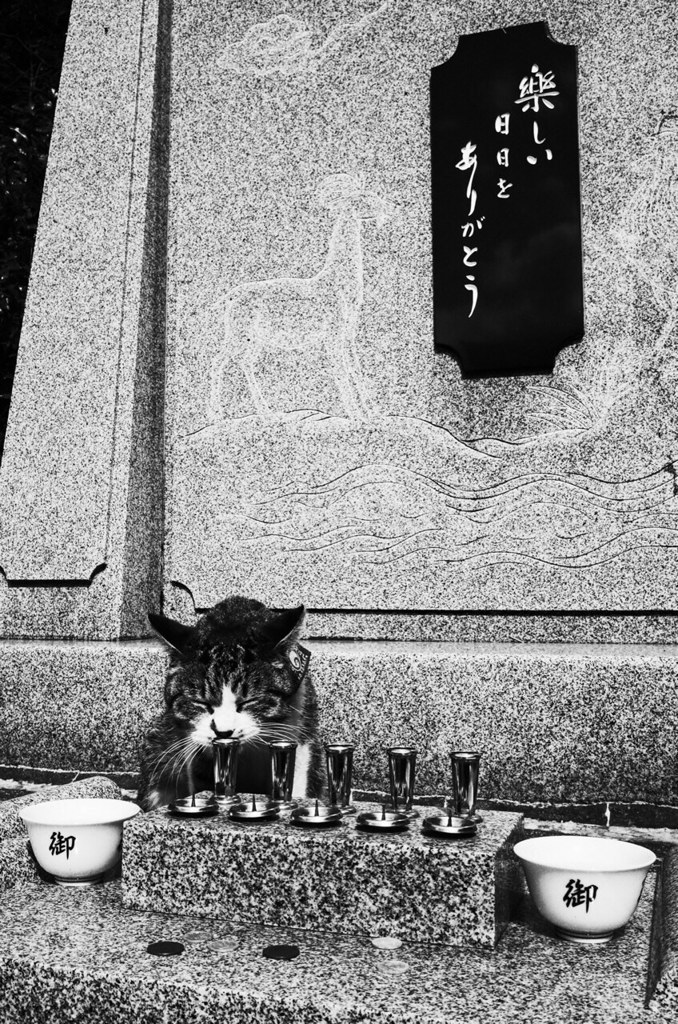 ねこ