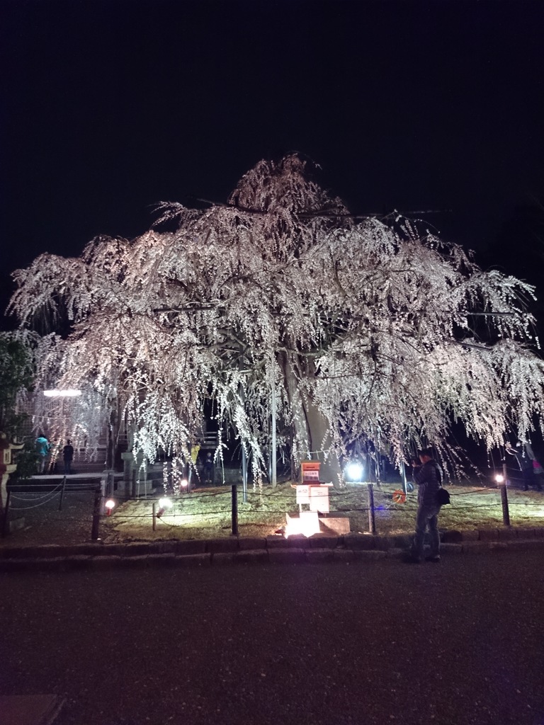 枝垂桜