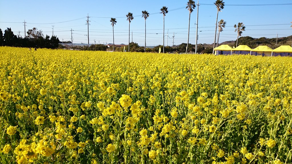 菜の花