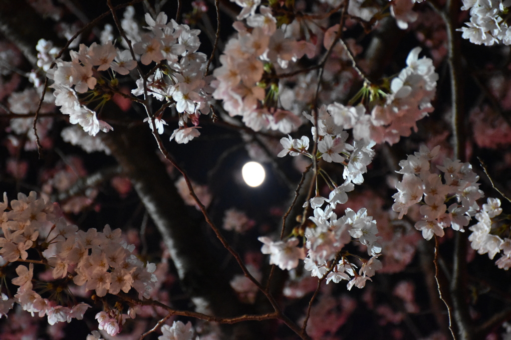 夜桜