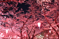 夜桜