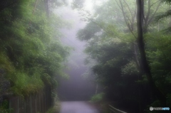 朝霧の中で．．．２
