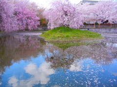 桜と水面に映る空の景色