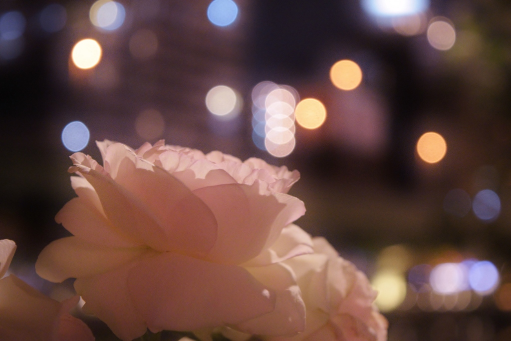 優しさを感じる薔薇