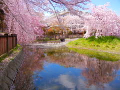 桜と水面に映る景色