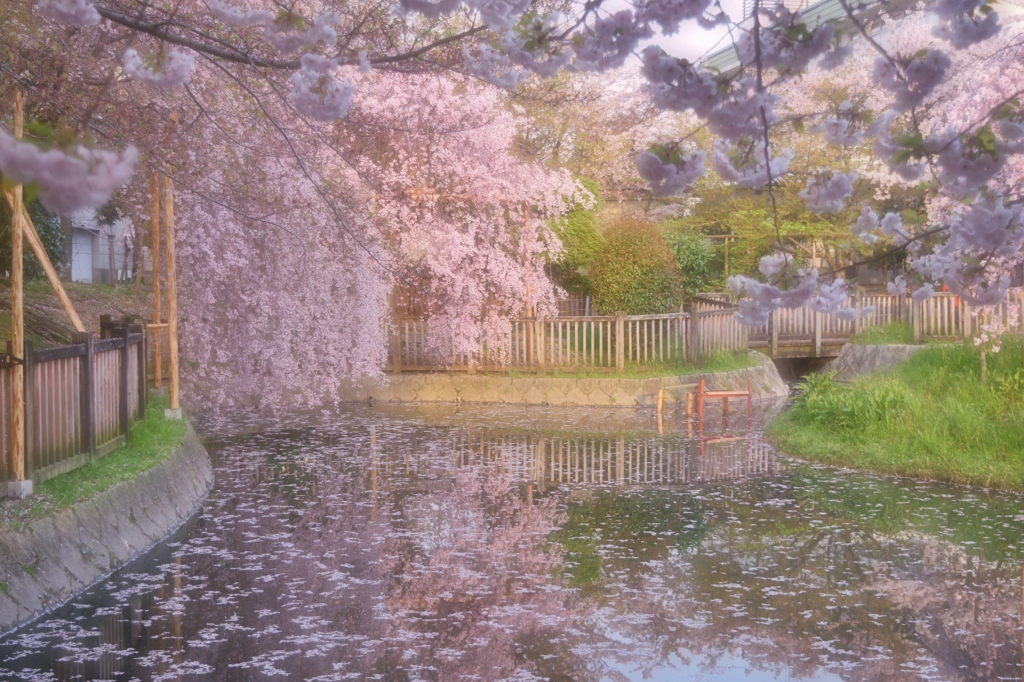 sakura