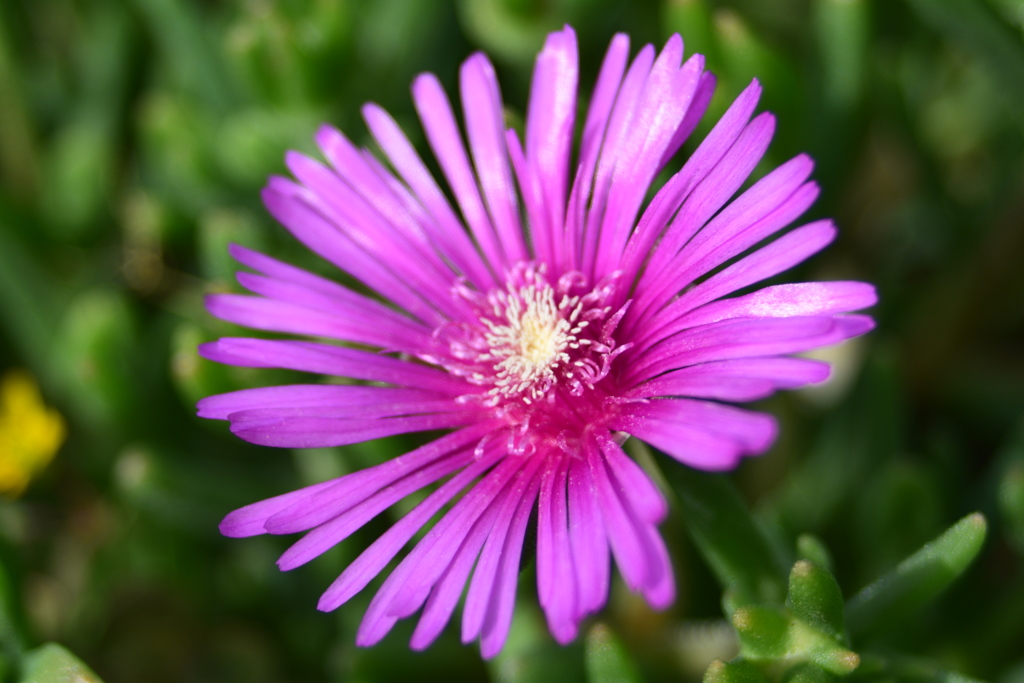この花の名前は、なんでしょうか？？