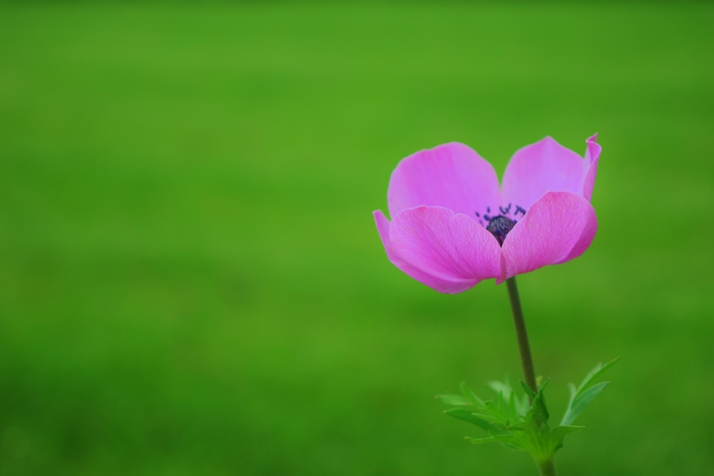 この花の名前は、なんですか？？