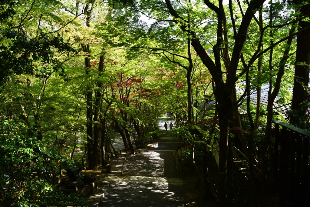散歩道