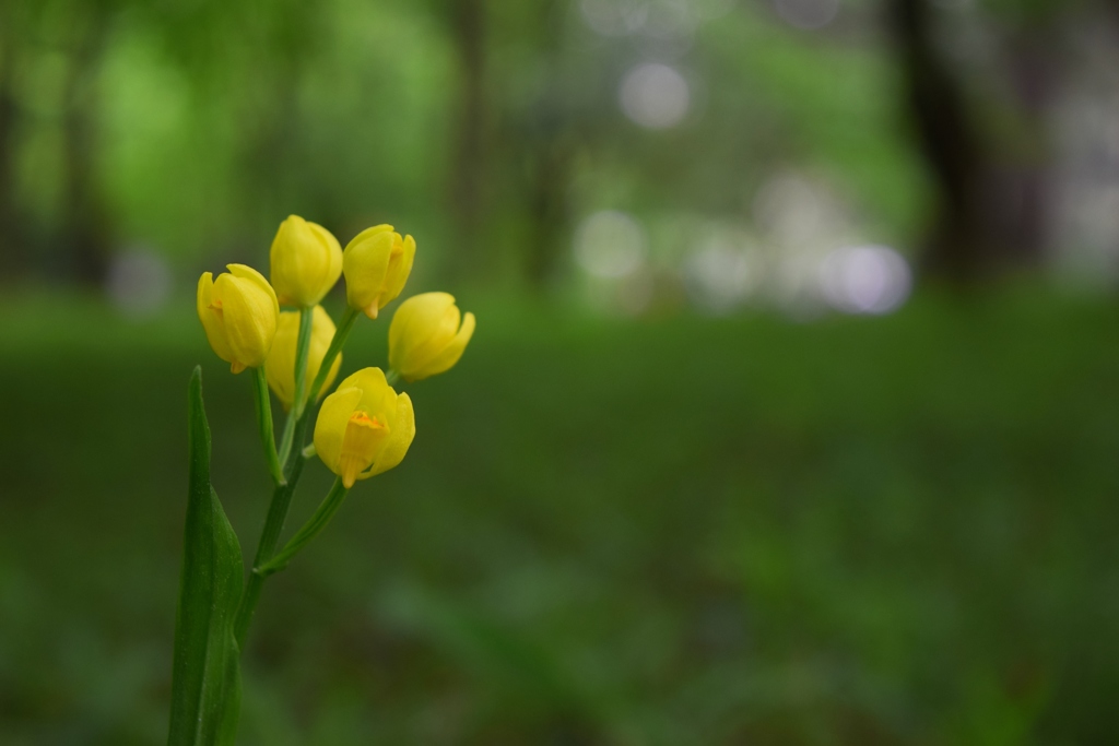 この花の名前は、なんでしょうか？？？