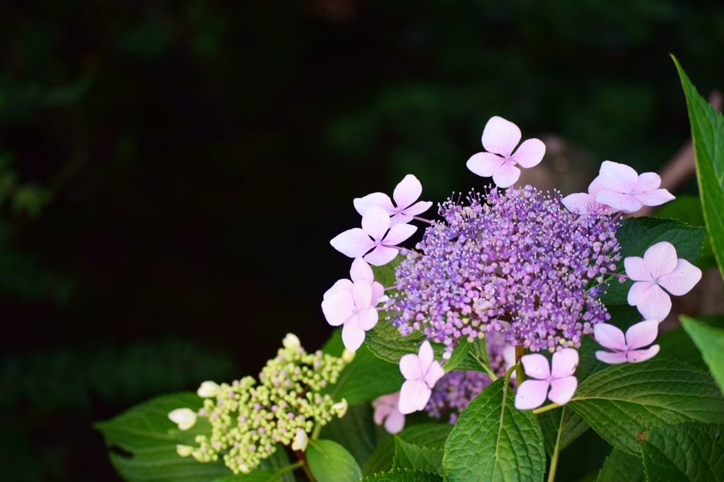 初めての紫陽花