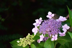 初めての紫陽花