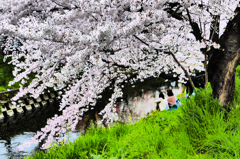 大きな桜の木の下で