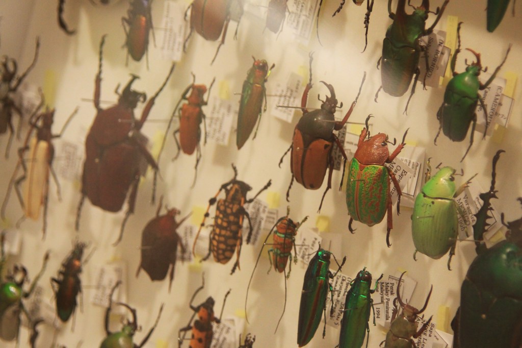 昆虫標本(1)