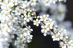 白い花