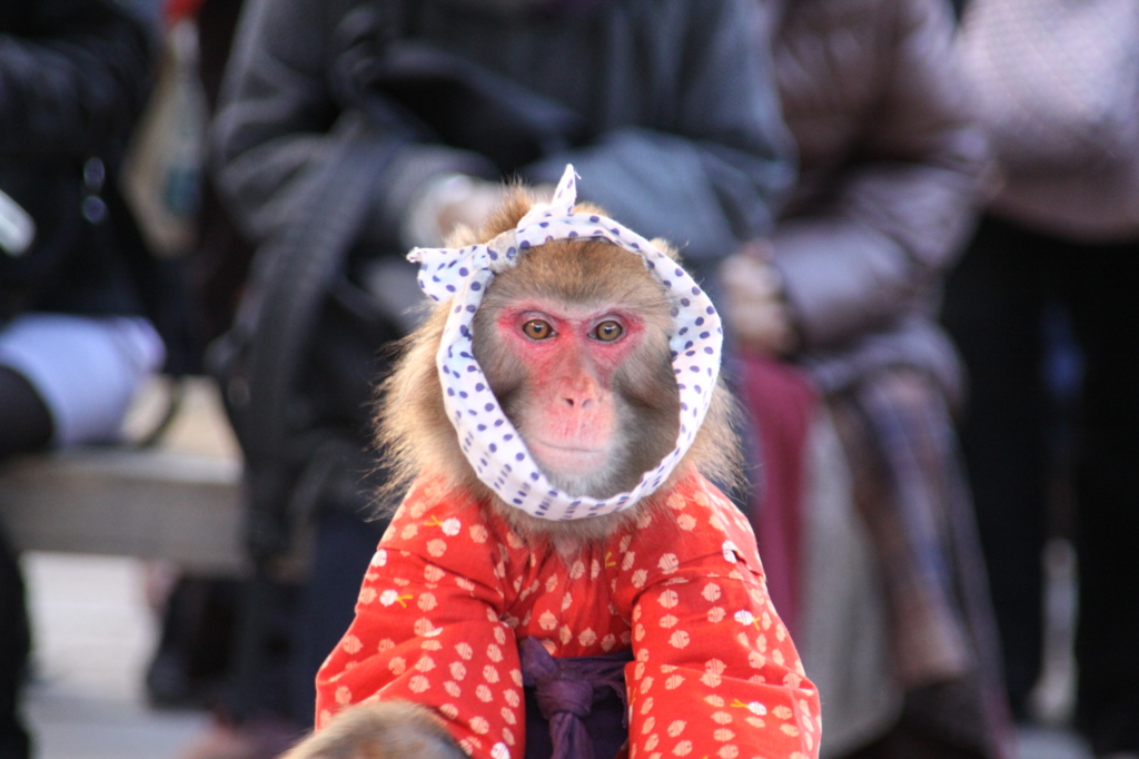 猿芝居（正面バージョン）