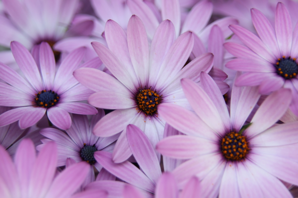 ムラサキノハナ