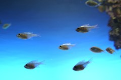 透魚