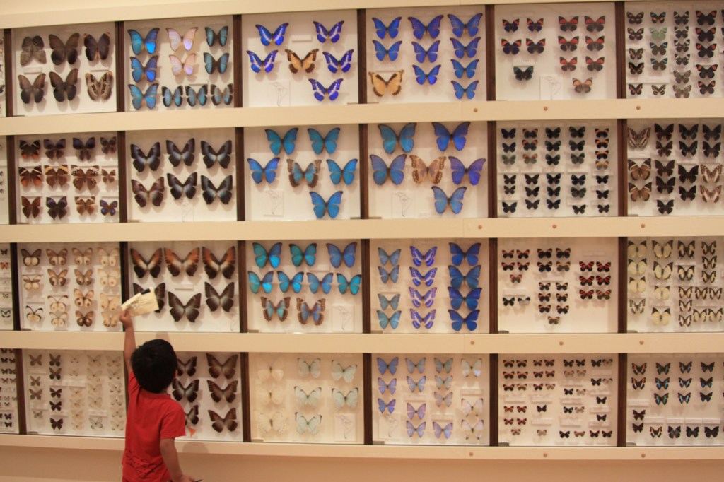 昆虫見に行きました♪