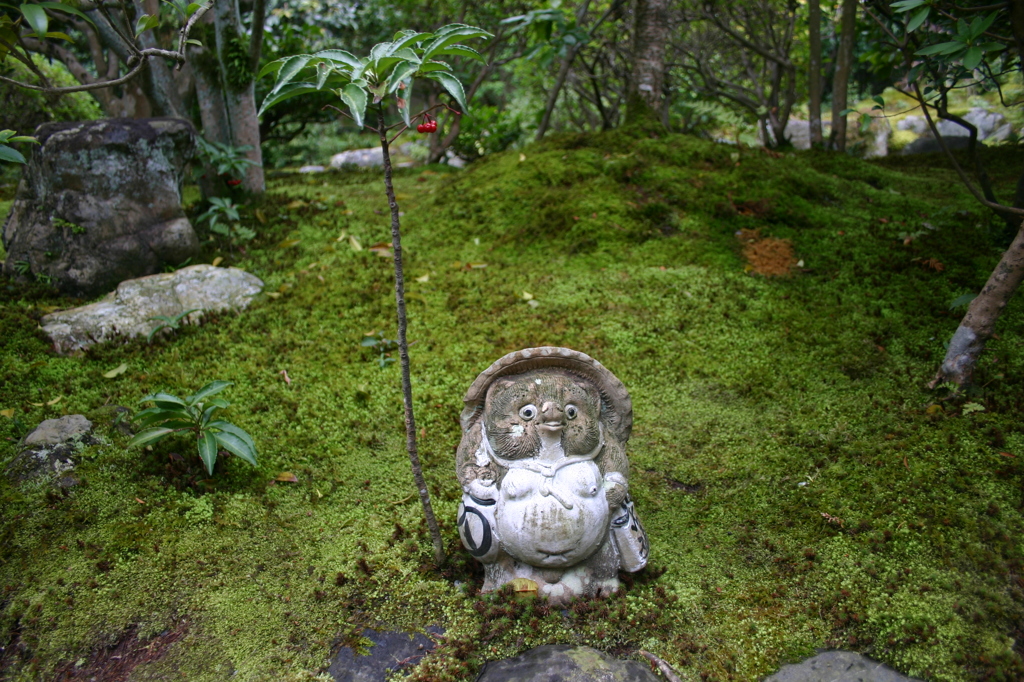 タヌキの雨宿り