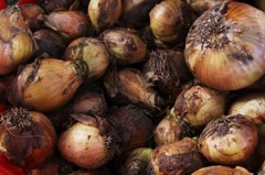 たまねぎ