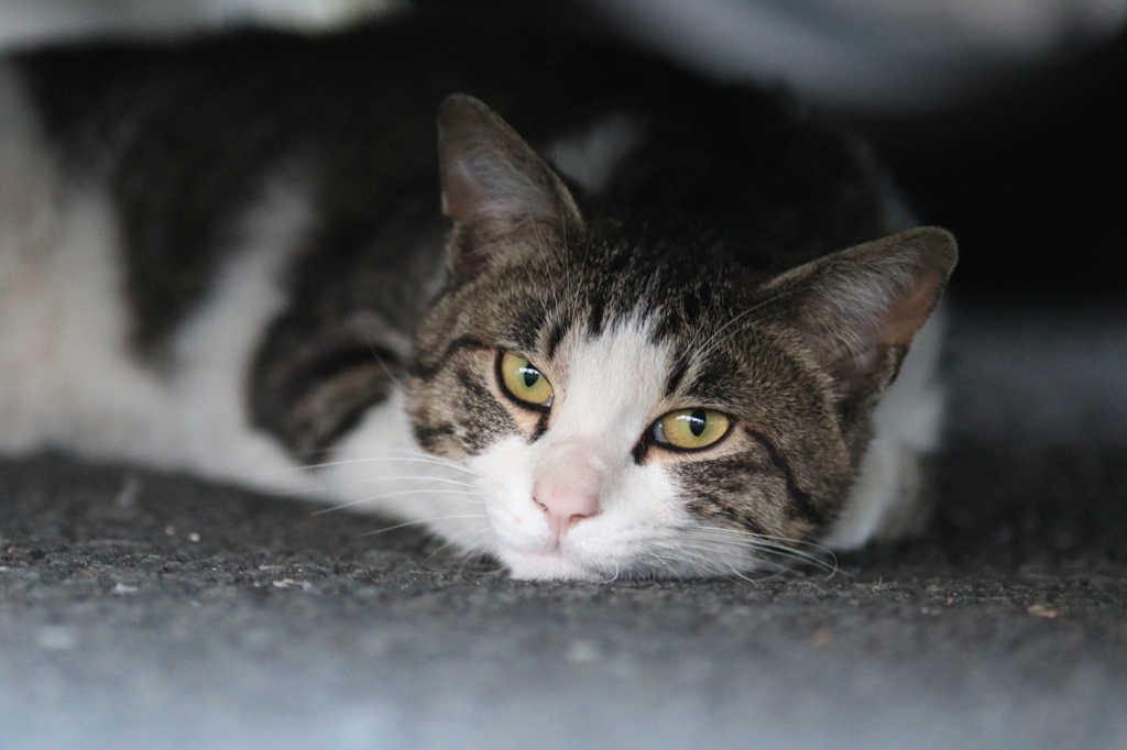 ん？お客さん？