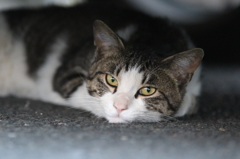 ん？お客さん？